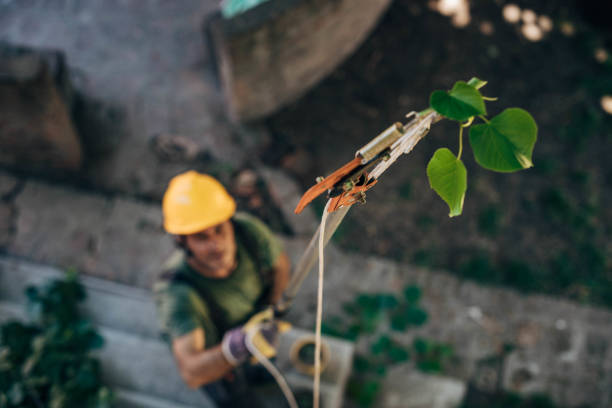 Best Fruit Tree Pruning  in Huntington, VA